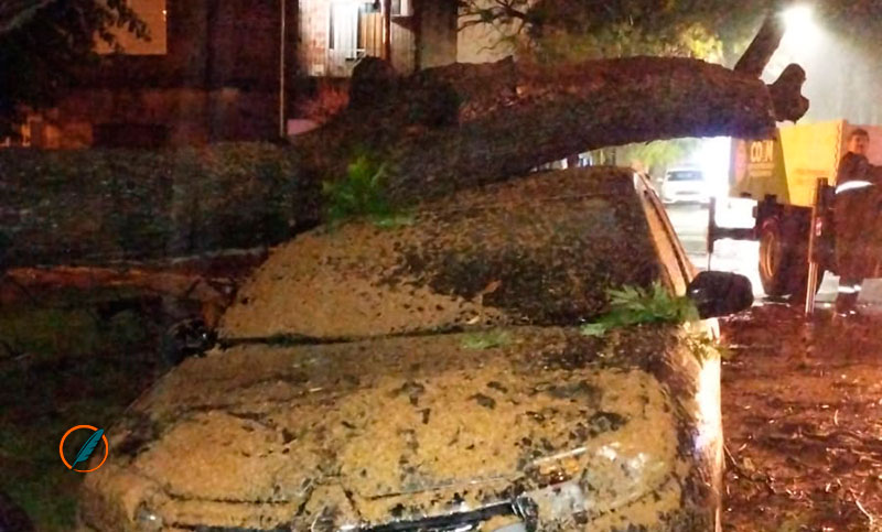 Un árbol cayó sobre dos autos, y un hombre y su hijo se salvaron de milagro