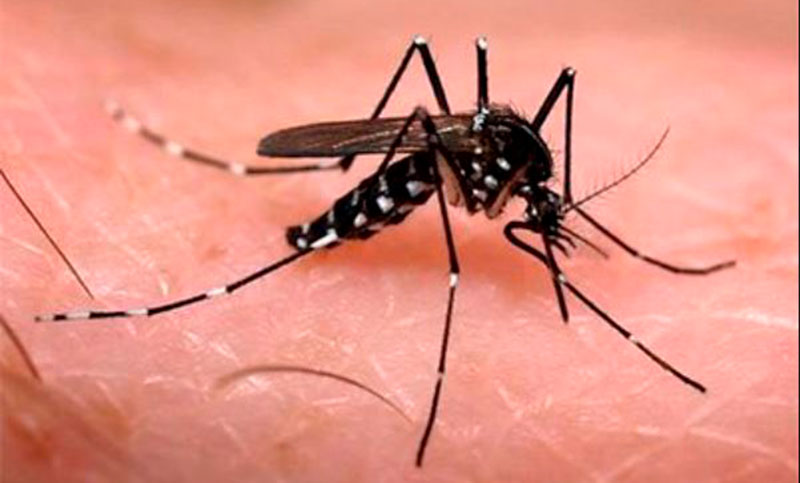 Rosario registró 3.764 casos de dengue y más de 120 de chikungunya