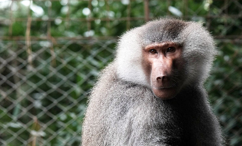 Presentaron el primer proyecto de ley de bienestar animal en el Congreso de la Nación