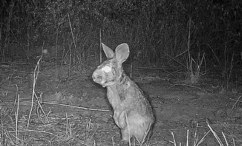 Logran fotografiar a un tapetí en la laguna cordobesa de Mar de Chiquita