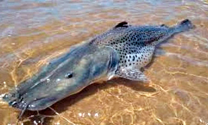 Pescaron un surubí de 40 kilos en el río Paraná