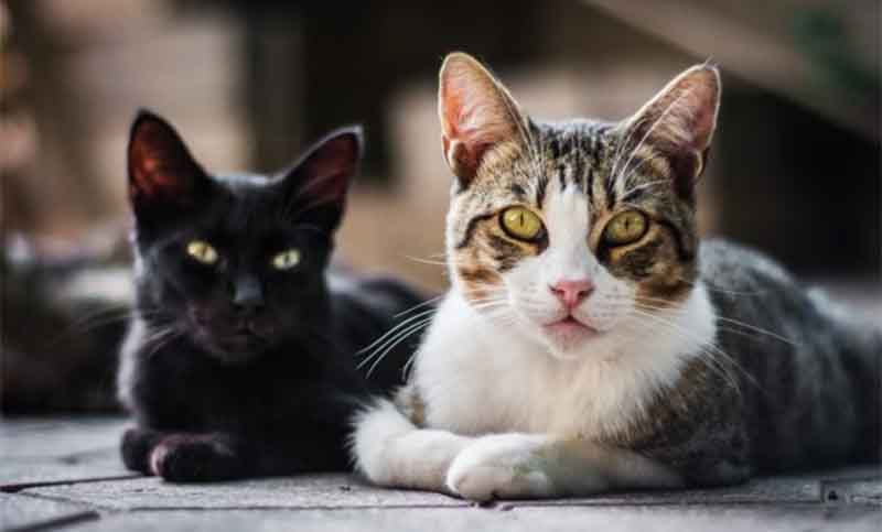 Ricardo Bruno: “El gato es dos animales en uno, no está domesticado”