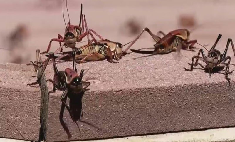 Impresionante invasión de grillos en Nevada, Estados Unidos