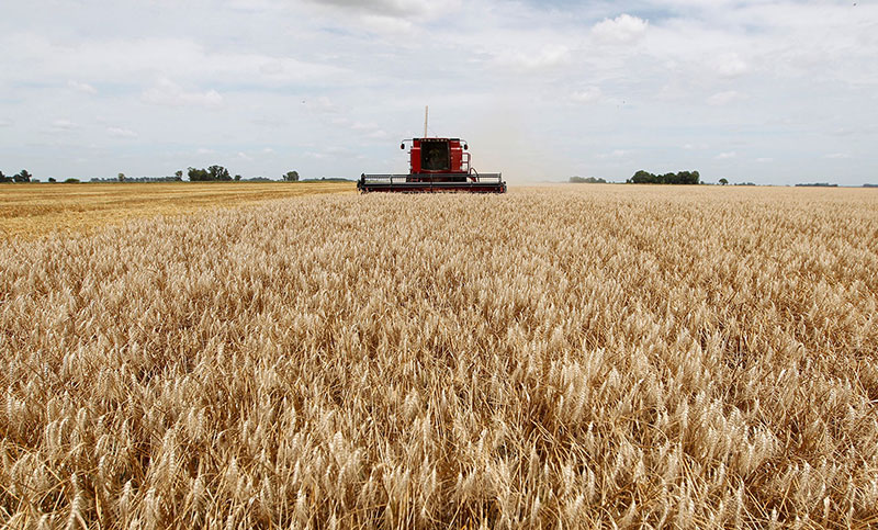 Estiman que las exportaciones de trigo de la campaña 2023/24 crecerán 120%