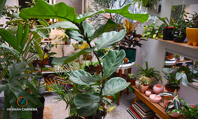 Ficus pandurata: un árbol tropical muy utilizado para decorar interiores