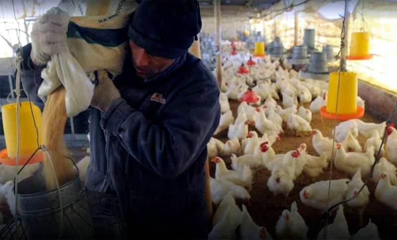 El gremio de los trabajadores rurales anunció un aumento de salario para el sector de los avícolas