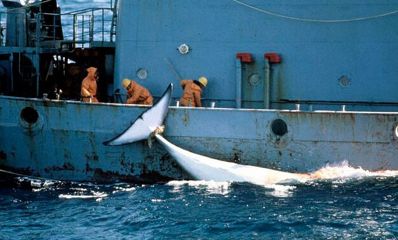 Advierten que ballenas y delfines sufren la amenaza del cambio climático y la caza
