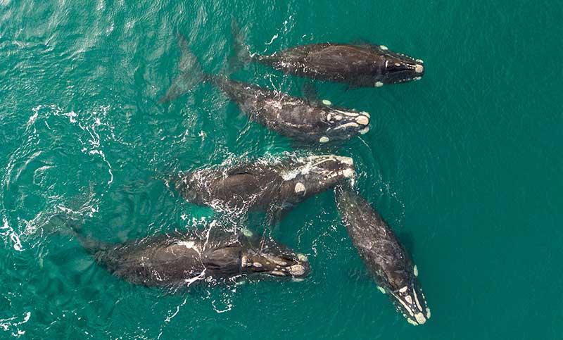 Contabilizan más de 1200 ballenas en la Península Valdés