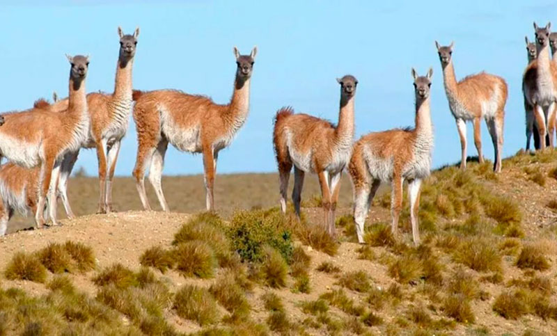 Un grupo de guanacos fue trasladado a La Pampa para su reintroducción