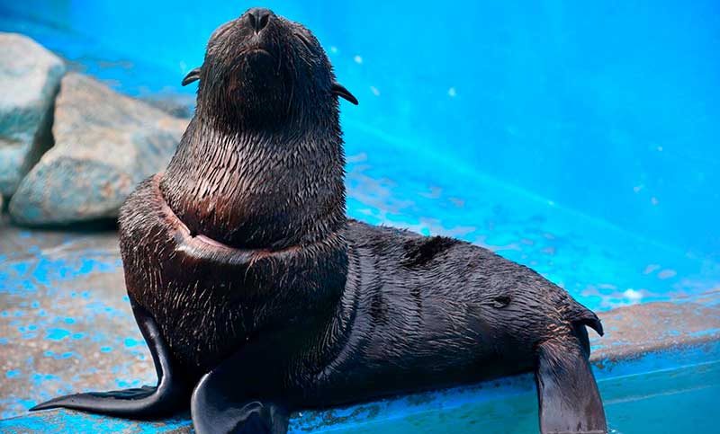 Liberaron a las aguas a un lobo marino gravemente herido por un envoltorio plástico