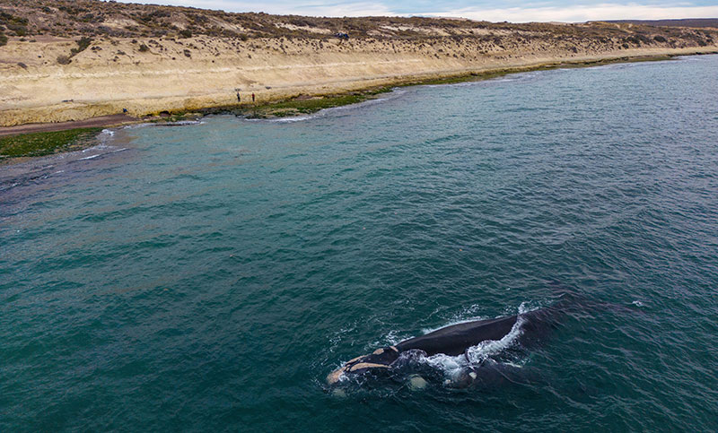 Impactante presencia de ballenas en los golfos de Península Valdés