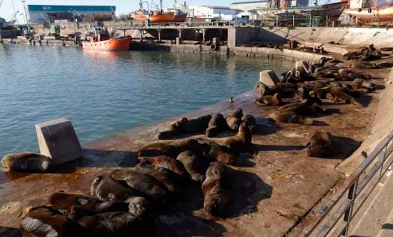 Cerraron la Escollera Sur en Mar del Plata por contagios de gripe aviar en dos lobos marinos