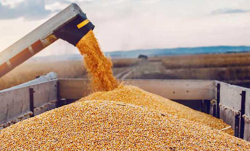 Se comercializaron cinco millones de toneladas de granos e ingresaron divisas por US$1.600 millones