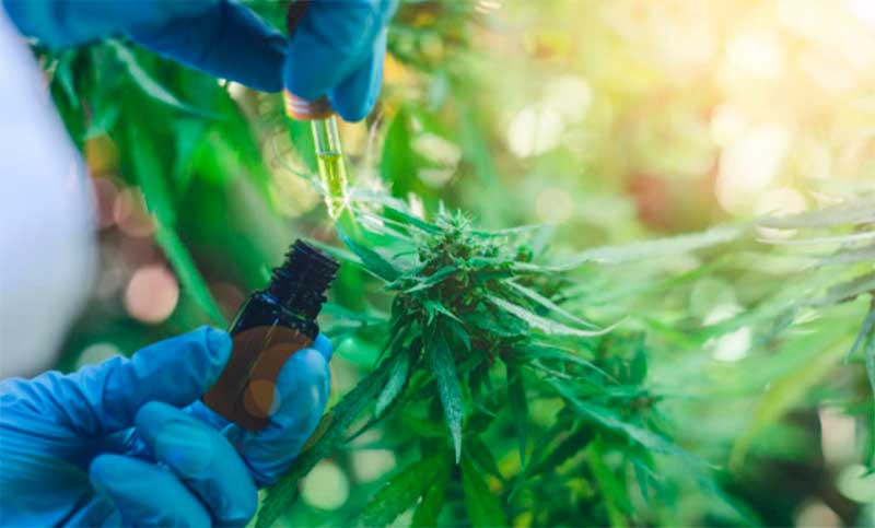 Industria del cannabis: comienza el proceso para otorgar las primeras licencias