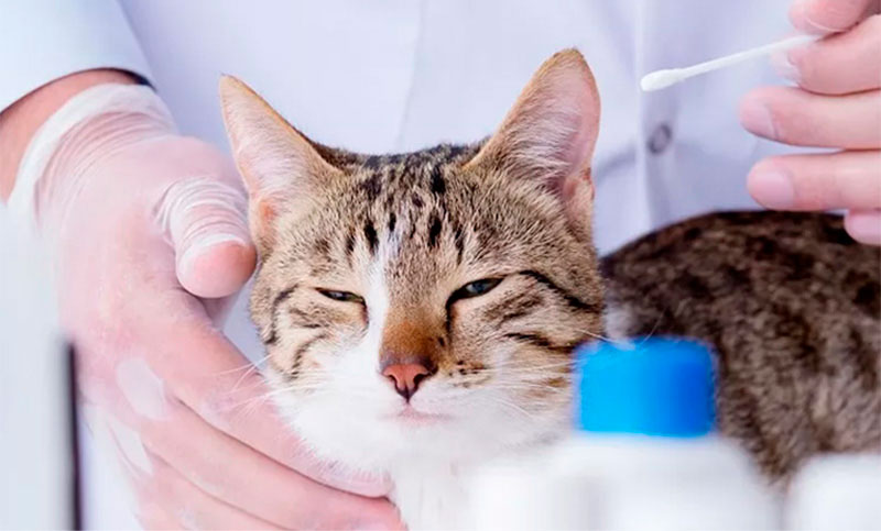 Las tres enfermedades más comunes en los gatos