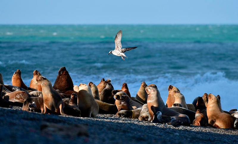 Restringen el acceso en playas de Viedma por casos de gripe aviar en lobos marinos