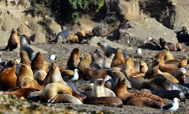 Investigan si la muerte de más de 40 lobos marinos se debe a un brote de gripe aviar