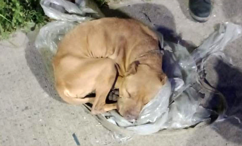 Policías rescataron a un perro pitbull abandonado y atado a una columna