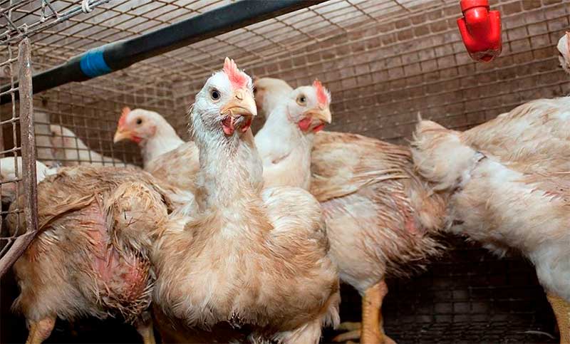 Argentina es un país “libre de influenza aviar”, pero la vigilancia de la enfermedad seguirá activa