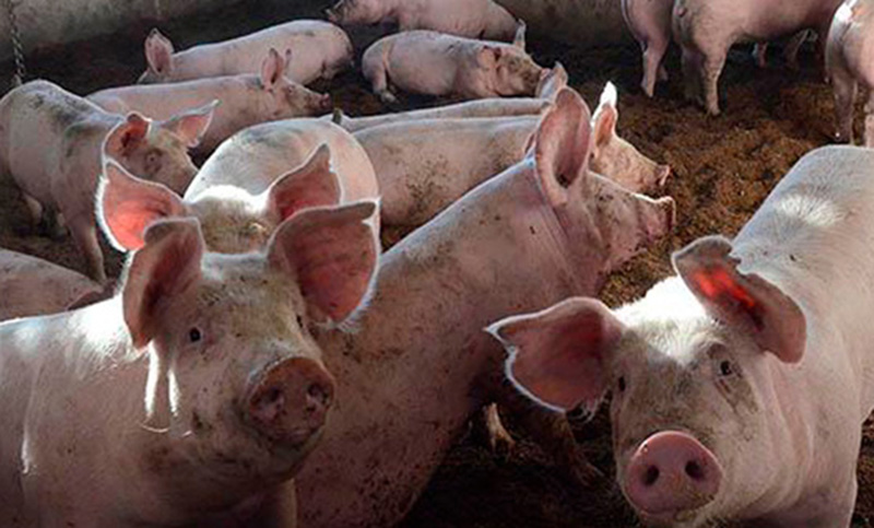 Alerta en América: la peste porcina africana ha sido detectada en la República Dominicana