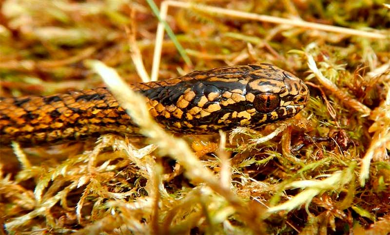 Perú: encuentran una nueva especie de serpiente, a la que llamaron “Harrison Ford”