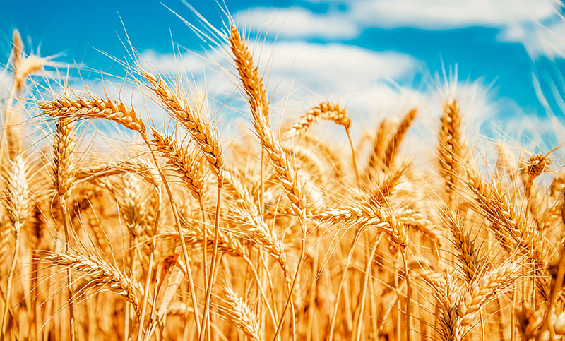 Las altas temperaturas impactaron en el cultivo de trigo y generó preocupación