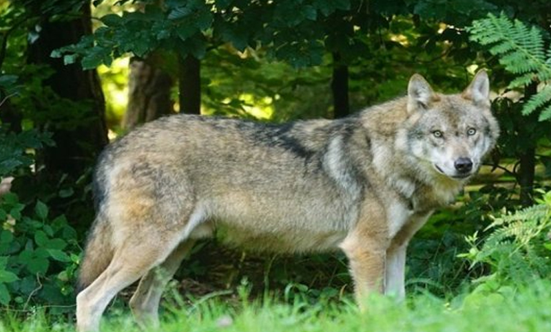 Advierten que es un «peligro» la reaparición de manadas de lobos en Europa