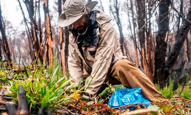 Tras incendios forestales, plantaron 1.100 árboles en el Parque Nacional Nahuel Huapi