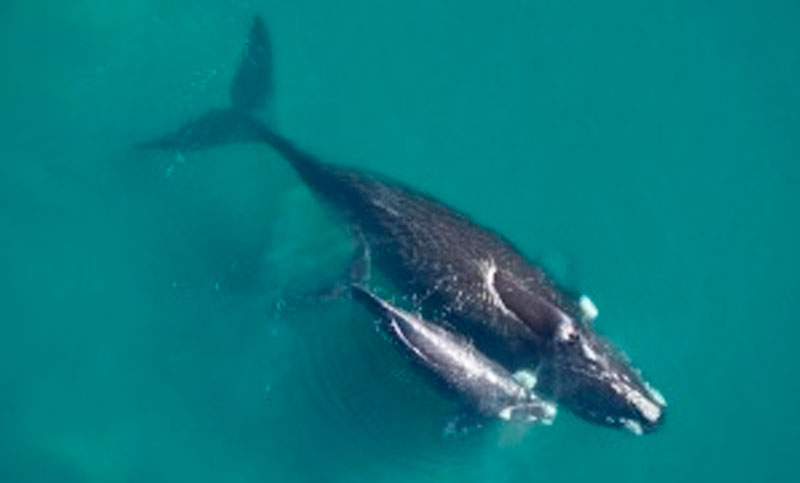 Estudian cómo se comunican las ballenas madres con sus crías a través de los sonidos