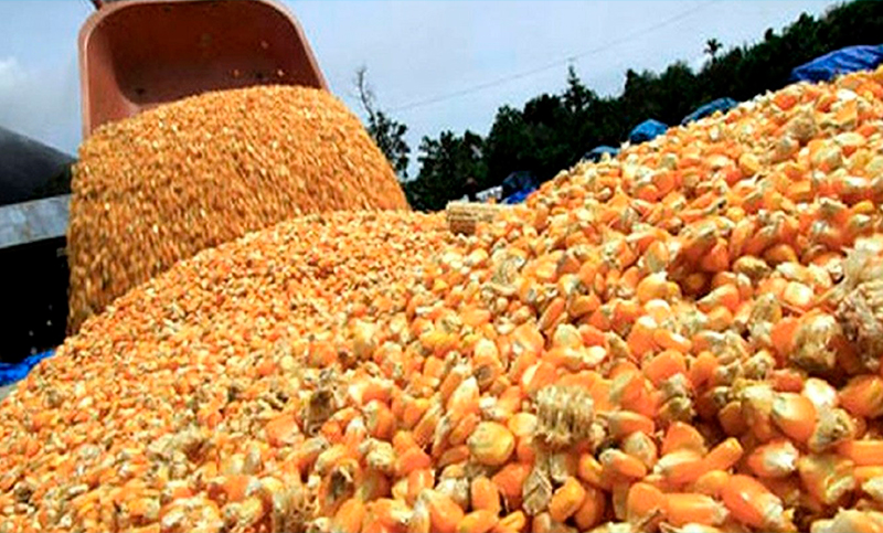Se estima que las exportaciones del maíz caerán un 44% esta temporada