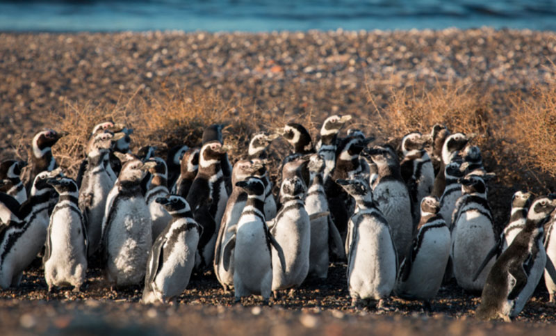 Se habilita esta semana la temporada de pingüinos en Chubut