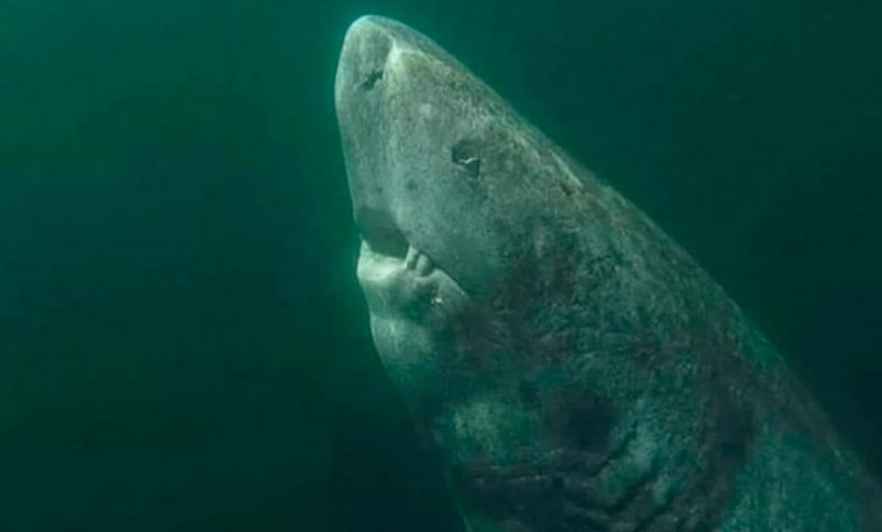 Reapareció el tiburón más viejo del planeta: podría tener más de 500 años