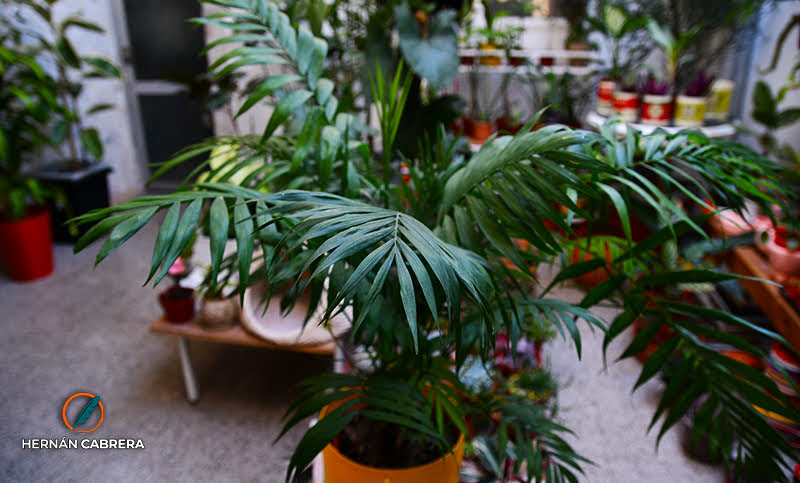 La chamaedorea o palmera de salón, una planta que sirve para decoración