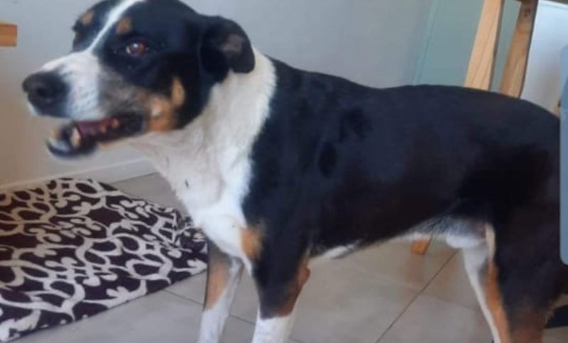 Buscan a Arturo, perro extraviado que necesita medicamentos por enfermedad crónica