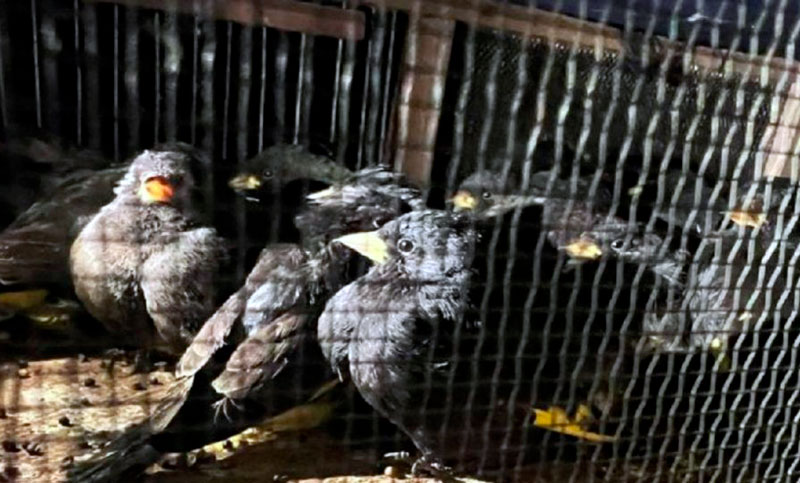 Rescatan a más de un centenar de aves silvestres que iban a ser vendidas ilegalmente en Uruguay