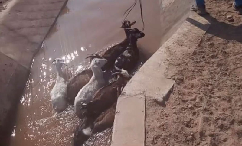 Santiago del Estero: desesperados por agua, animales caen en un canal y mueren ahogados