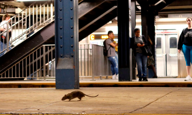 Nueva York en alerta por la aparición de ratas y medidas poco eficaces para combatirlas