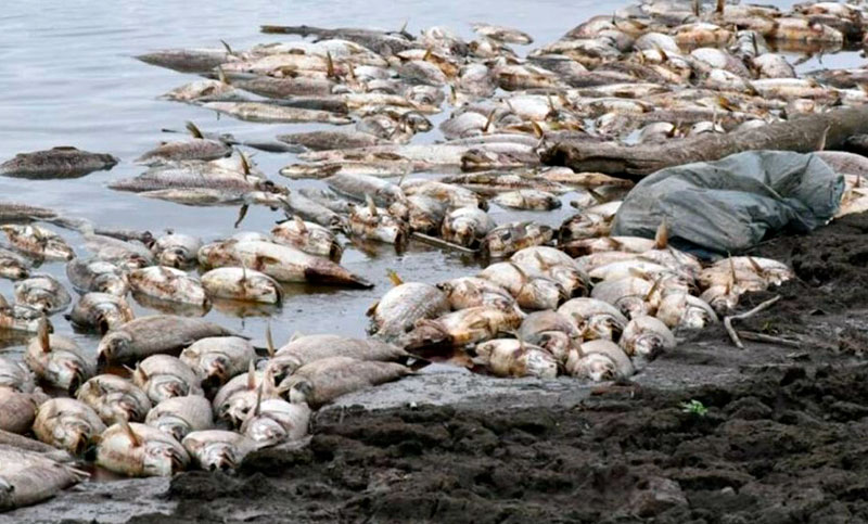 Buscan a los responsables de una masiva muerte de peces en Río Hondo