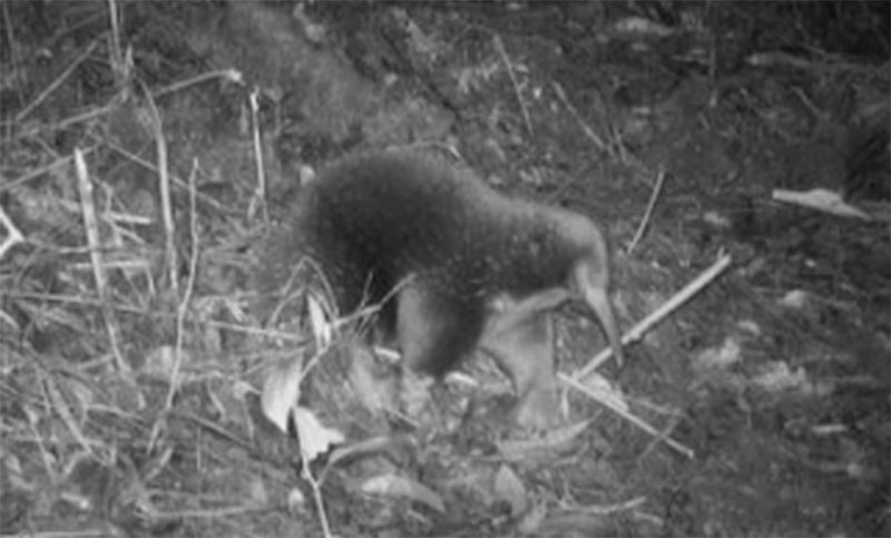 Reapareció un equidna de Attenborough, animal que se creía extinto