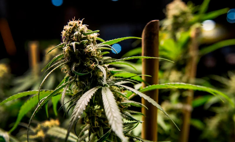 Más de 60 mil personas asistieron a la cuarta edición de Expo Cannabis este fin de semana