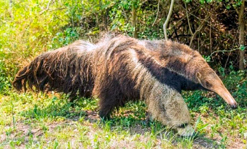 Tras décadas de extinción, el oso hormiguero gigante está regresando al Parque Iberá