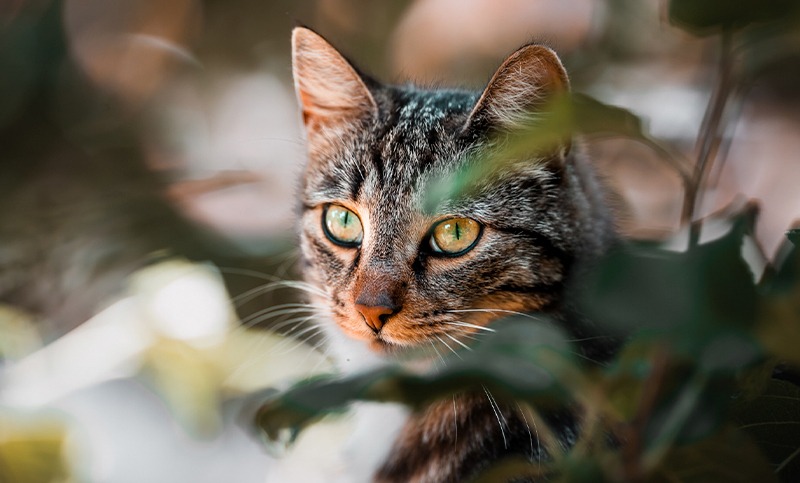 Instinto salvaje: el regreso sigiloso de los gatos domésticos