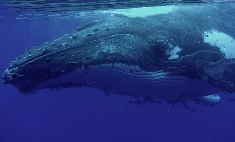 Diálogo submarino: la primera conversación humano-ballena en su idioma nativo