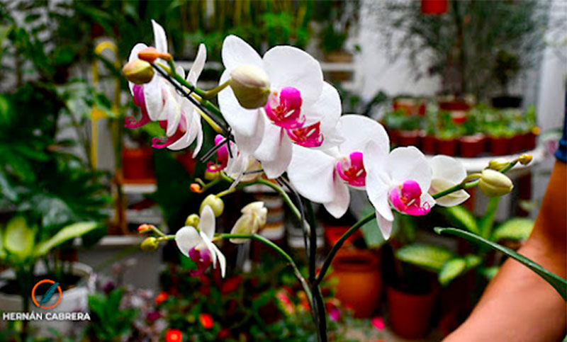 Las Orquídeas Phalaenopsis: “Delicadas y especialmente bellas”