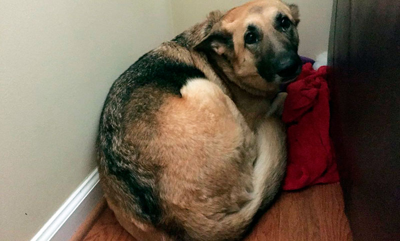 Pirotecnia: la pesadilla de las mascotas