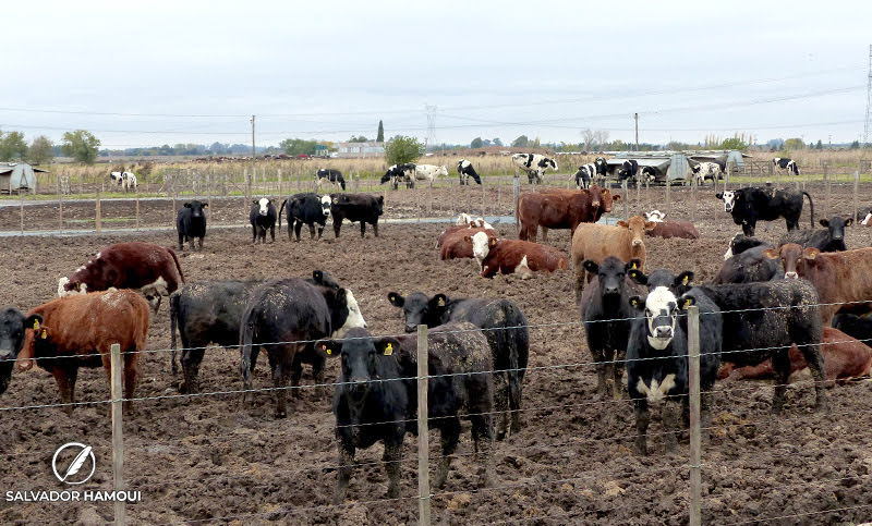Cómo reducir el impacto del calor en bovinos para carne