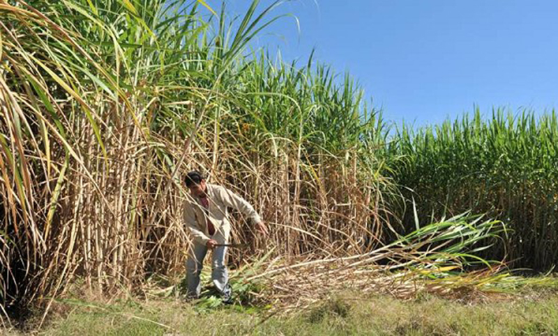 Con treinta años produciendo caña de azúcar, advierte sobre reformas de Milei: “Desaparecemos como actividad”