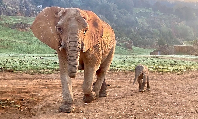 Un tierno reencuentro entre un bebé elefante y su madre en la India