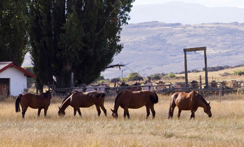 Establecen la vacunación obligatoria contra la encefalomielitis equinas en todo el país