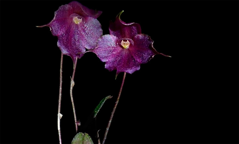 Descubren una nueva especie de orquídea: tiene flor violeta y crece a 3.600 metros de altura